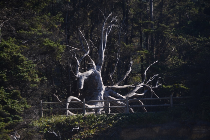 silvery uprooted tree on shore